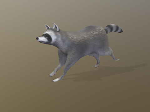 奔跑浣熊动画su模型