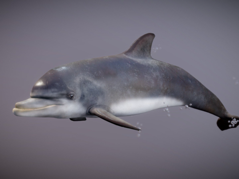 海豚su模型