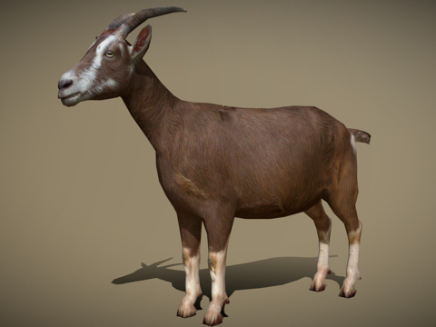 DRT-家畜-山羊su模型