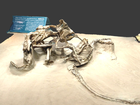 战斗恐龙su模型