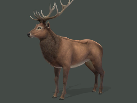 马鹿动画su模型