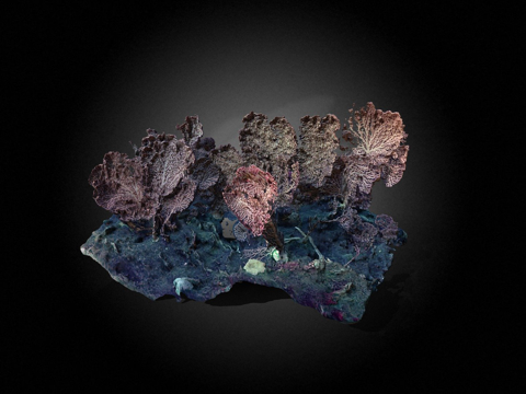 深海珊瑚su模型