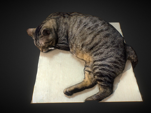 桌上睡猫-3D扫描su模型