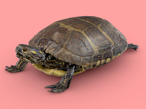 乌龟由RISD自然实验室优化su模型