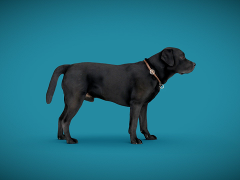 狗A-6之6-拉布拉多su模型