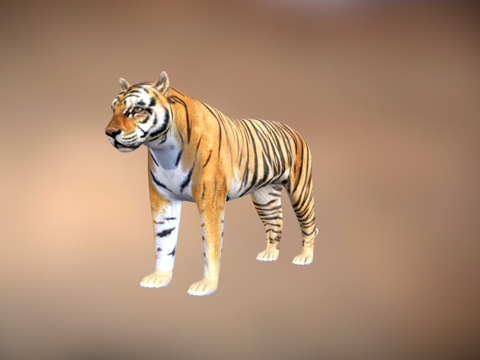 西伯利亚虎su模型