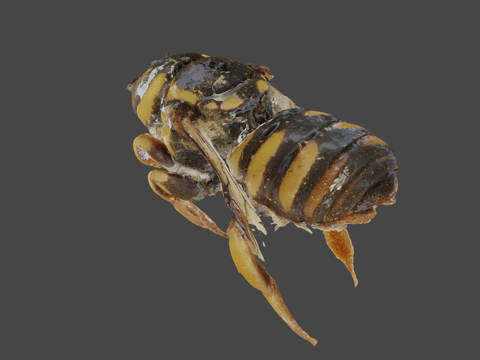 叉尾蜂♀(网格)[1.5厘米]su模型