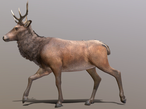 鹿行走循环动画su模型