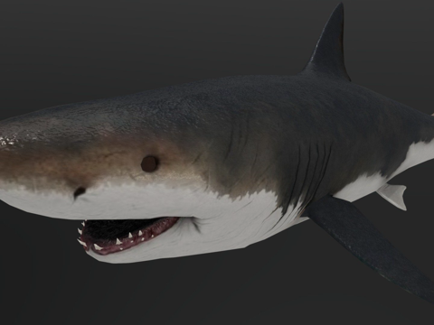 巨齿鲨su模型