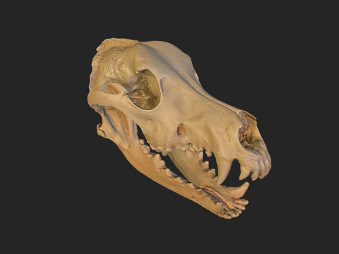 德国牧羊犬头骨su模型