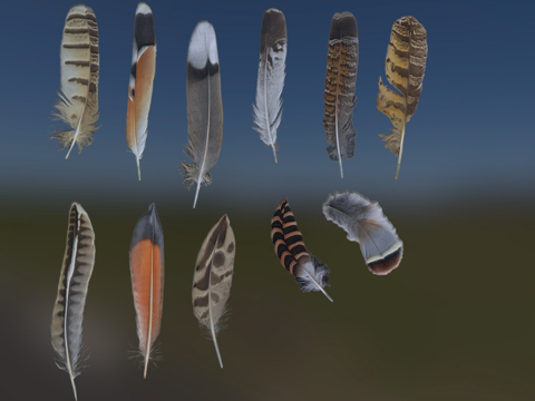 鸟类羽毛图集su模型