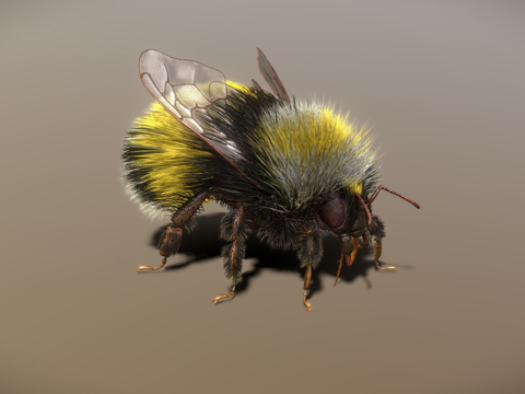 大黄蜂绑定PBRsu模型