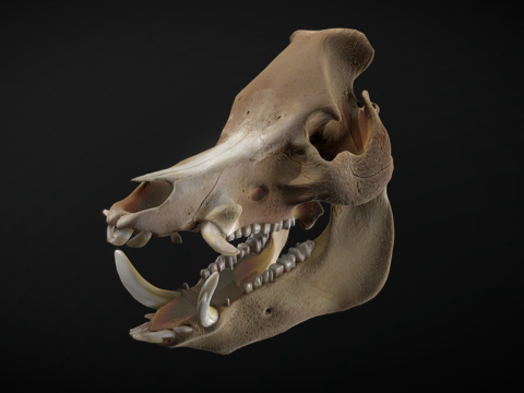 野猪头骨su模型