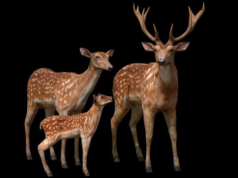 鹿家族su模型