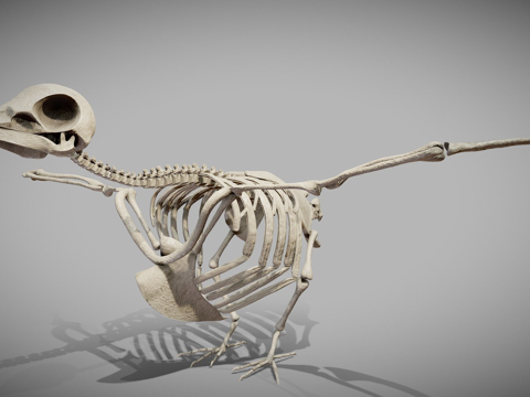 鸽子骨架su模型