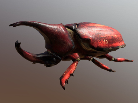 犀牛甲虫su模型