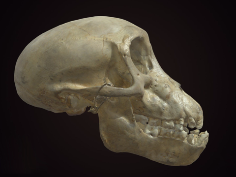 查克玛狒狒头骨su模型