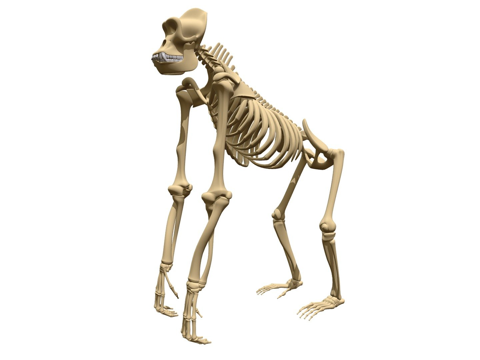 大猩猩骨架su模型