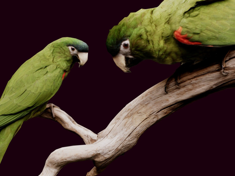 加勒比鹦鹉su模型