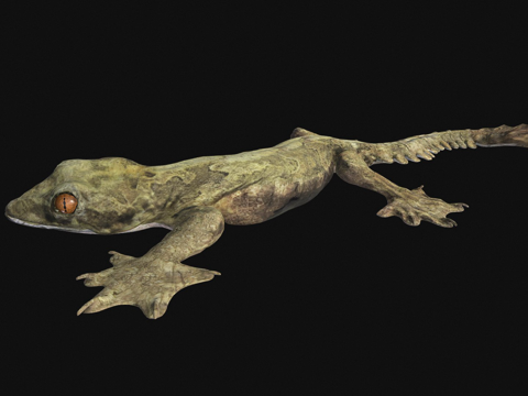 A型-飞壁虎su模型