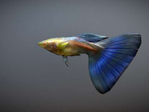 孔雀鱼动画su模型