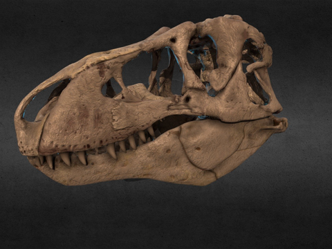 史密森尼温克尔霸王龙校正版su模型