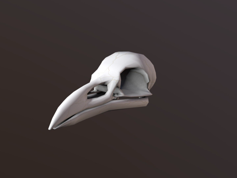 渡鸦头骨su模型