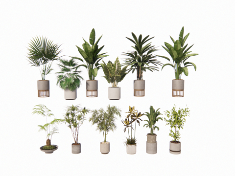 植物 盆栽树su模型