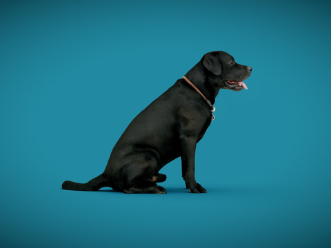 狗A-2之6-拉布拉多su模型