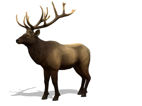 落基山马鹿雄鹿su模型