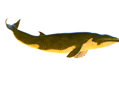 绑定动画蓝鲸su模型