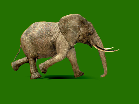 行走的大象su模型