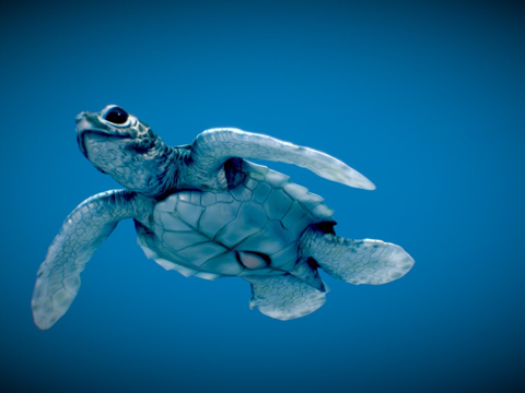 绿海龟宝宝su模型