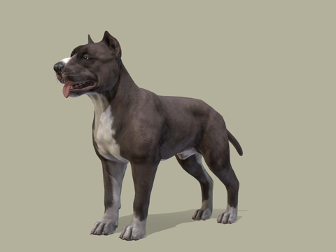 狗-比特犬su模型