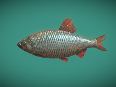 红鳍鱼su模型