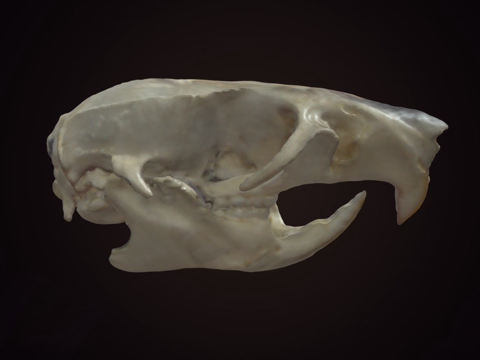 老鼠头骨su模型