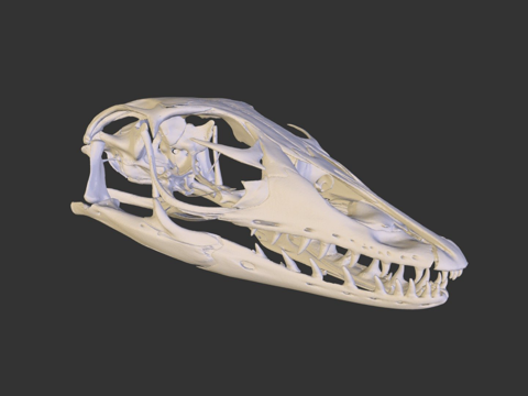 UMZC R.19190 巨蜥头骨su模型