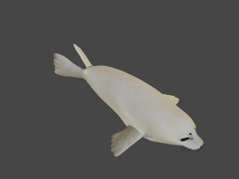 格陵兰海豹幼崽（格陵兰种）-竖琴海豹su模型