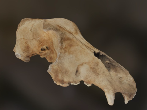 莱斯顿修道院发现2013-犬类头骨su模型
