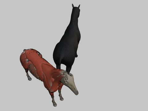 马解剖模型su模型