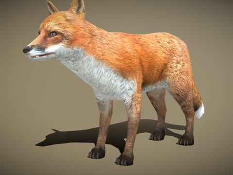 DRT-野生动物-狐狸su模型