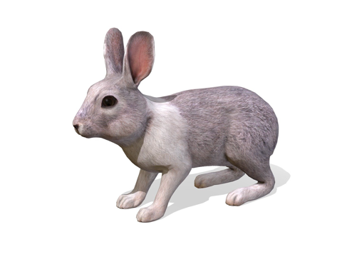 兔子动画su模型