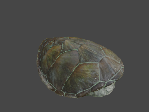 绿海龟♂su模型