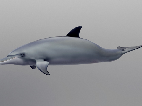 宽吻海豚su模型