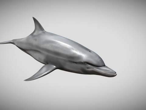 宽吻海豚su模型