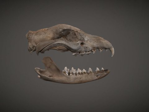 袋狼头骨su模型