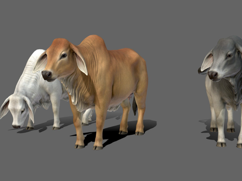 婆罗门牛su模型