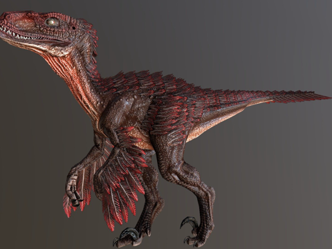 有羽毛猛禽su模型