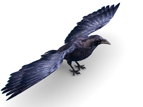 低多边形黑乌鸦野生鸟su模型