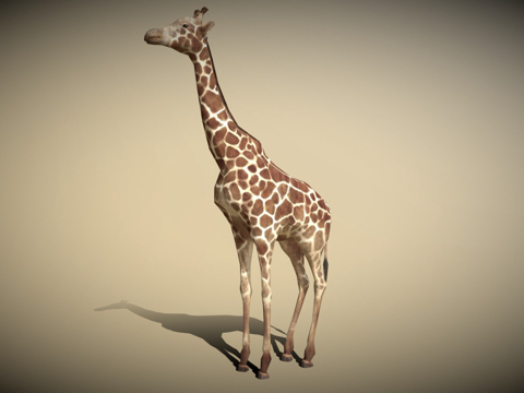 DRT-野生动物-长颈鹿su模型